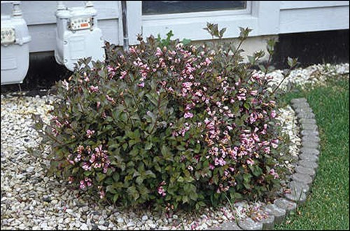 In this Condo Project Java Red is widely used.  They are tightly pruned to keep to size and perform admirably.